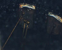 Ic Unlock Service Ic Unlock Service